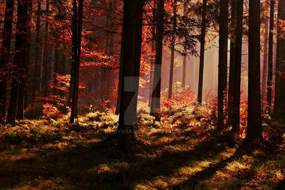 Autumn Forest