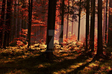 Autumn Forest