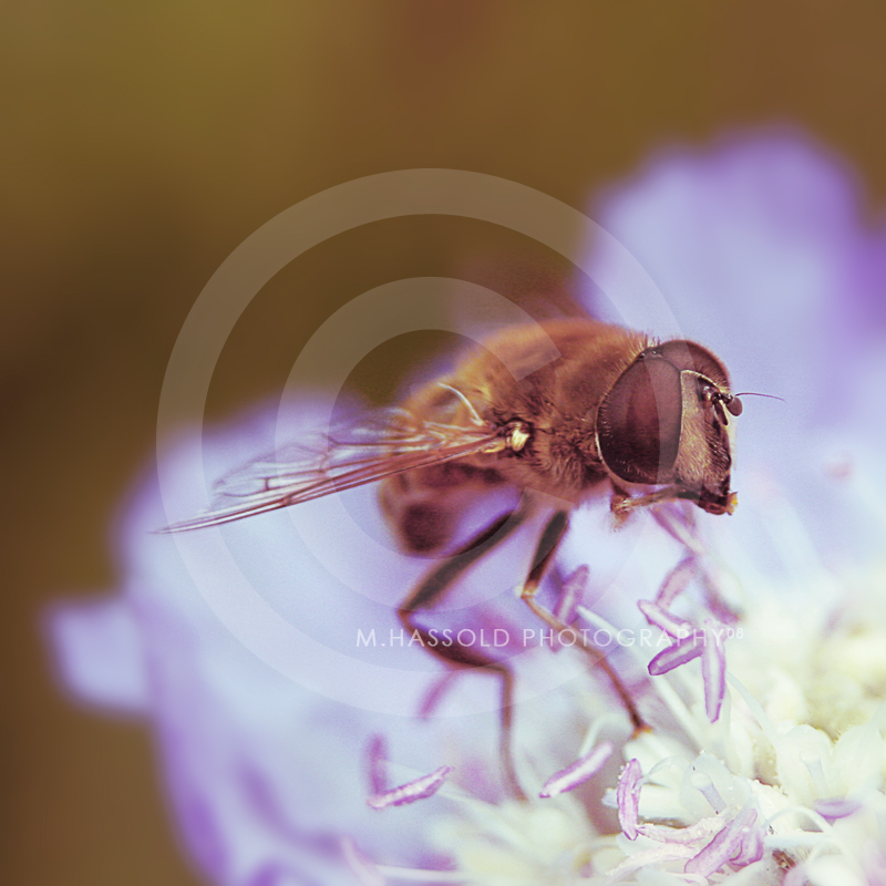 eating nectar