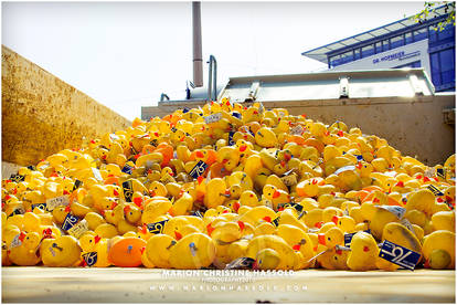 Duckrace 2010 II