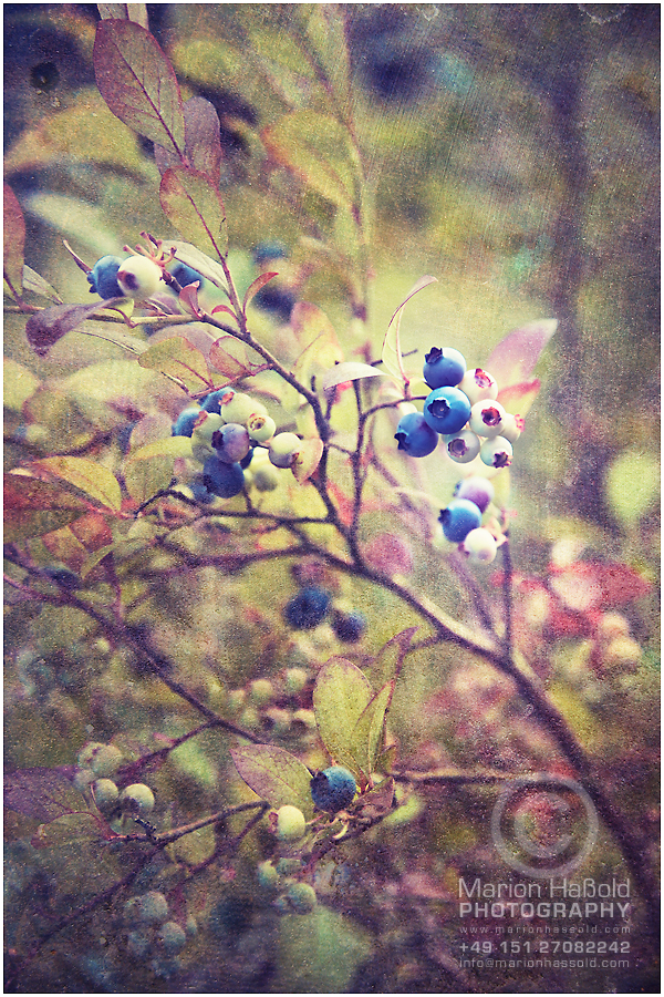 blue...berries