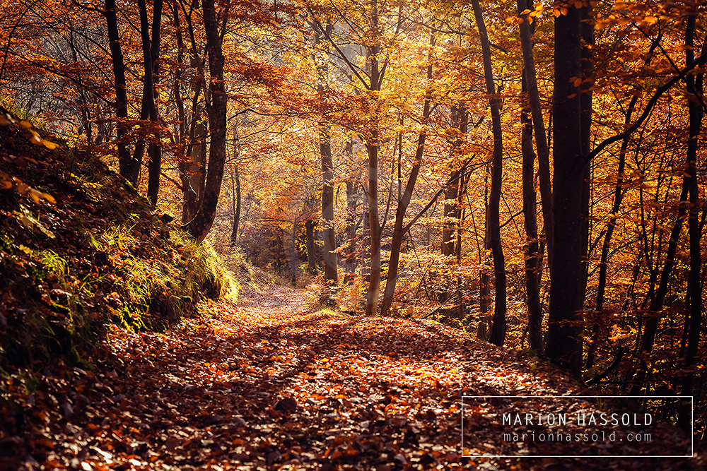 Autumn forest