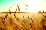 Summer evening by Finvara