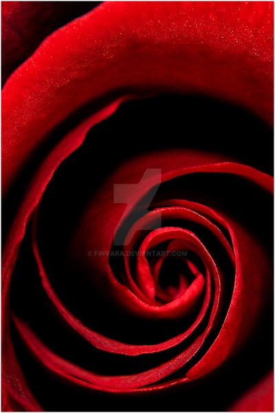 ah...red rose - Flowers