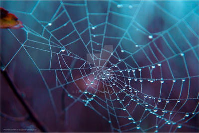 In the cold - Spiderweb Drop
