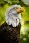 A portrait of patriotism by KdawgSr