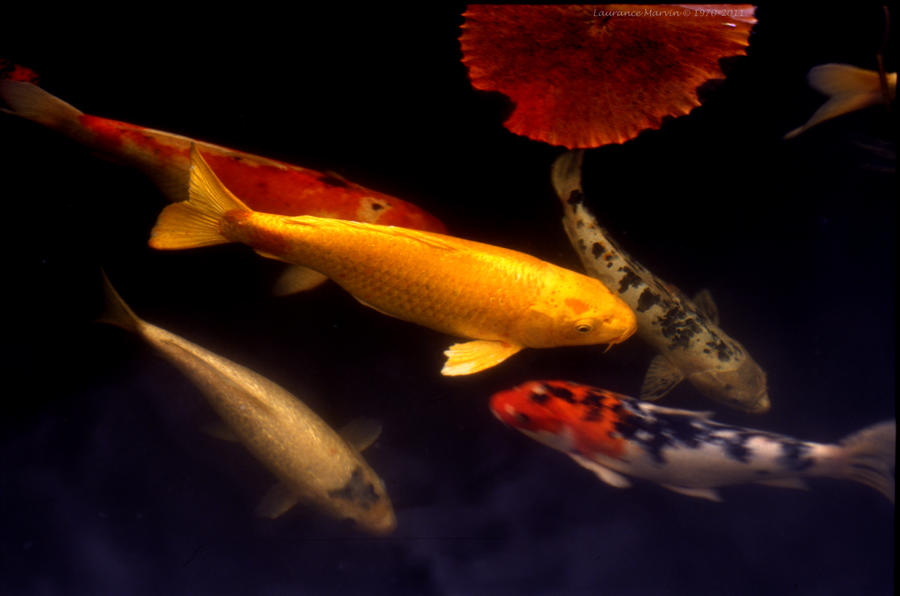 Koi Series....Golden Koi by PzlWksMedia on DeviantArt