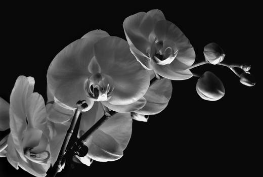 Orchid Noir BW Study