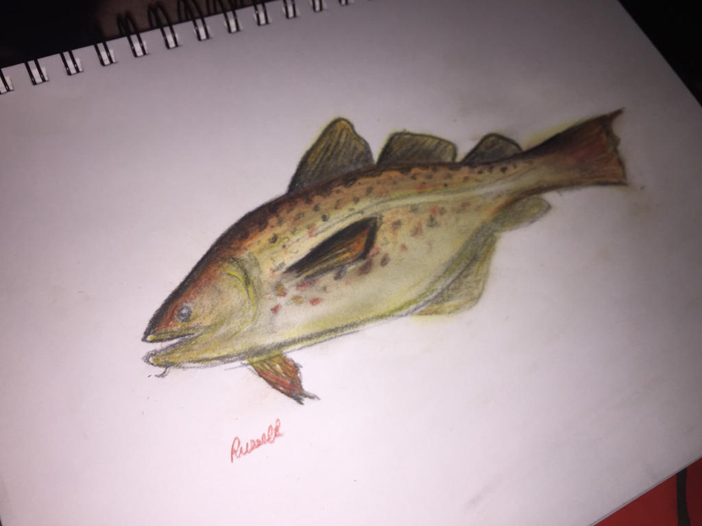Cod Roaster Fish Drawing Cod Fish by luminateArtist on DeviantArt