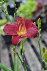 Daylily