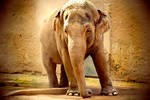 Elefante - Bioparco Roma by ideareattiva