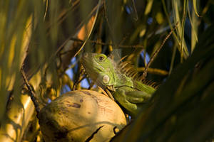 The Lizard King