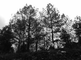 ... under the weeping ghosts. ...
