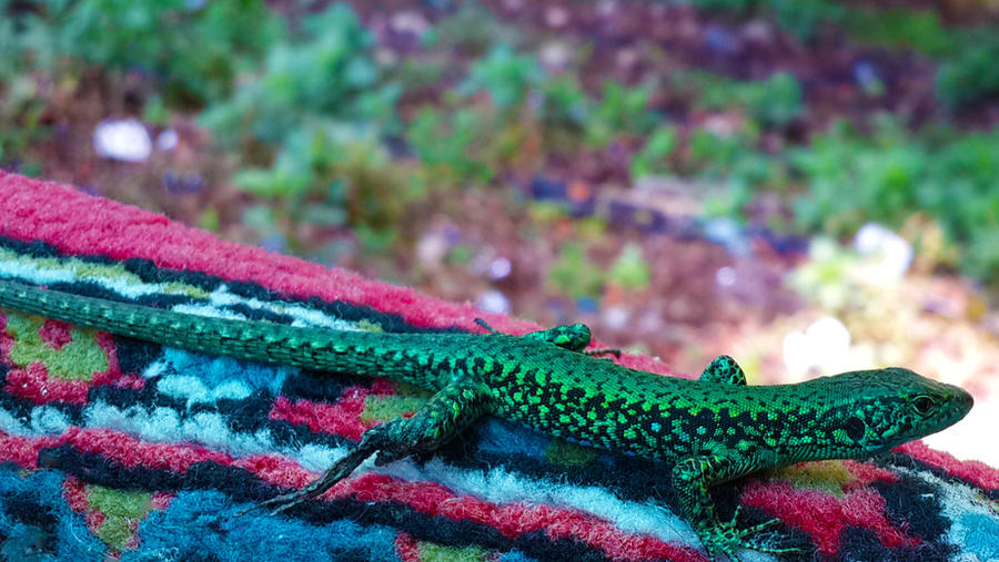 This Little Guy by DRSDavidSoft