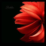 .:.Dahlia.:. by Ailedda