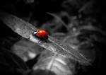 .:.Ladybug.:. by Ailedda
