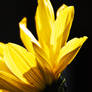 .:.Yellow Beauty II.:.