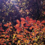.:.Autumn Leaves.:.