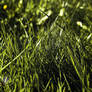 .:.Grass.:.