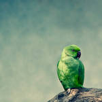 .:.Emo, the parrot.:. by Ailedda