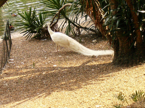 white peacock