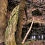 Tree across Fumee Creek