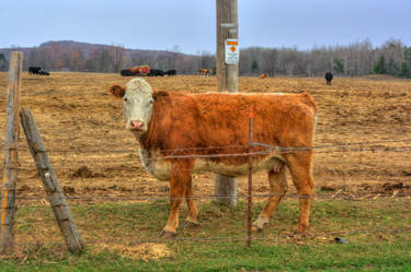 How Now Brown Cow