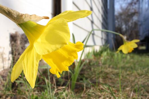 Daffodils