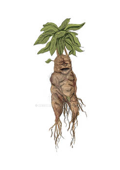 Mandrake