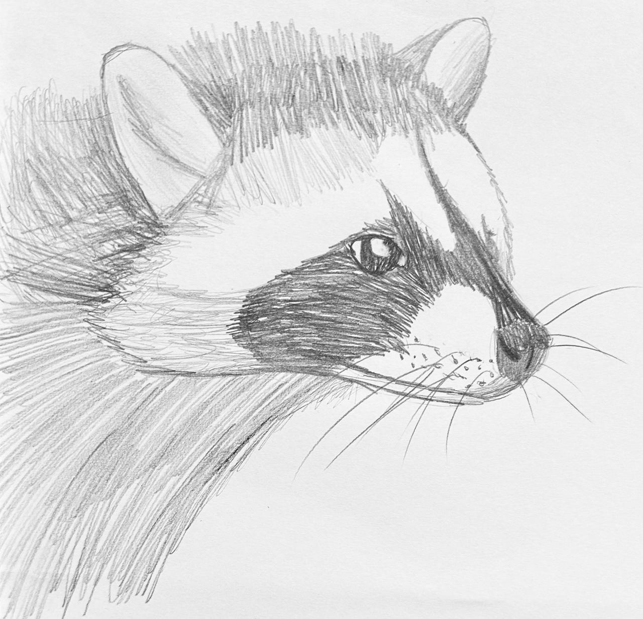 Sketched Racoon Daily Raccoon Sketch - Day 19 by SaberStudio on DeviantArt