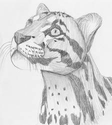 Daily Clouded Leopard Sketch - Day 28 by SaberStudio