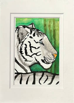 FebRoary-1 Tiger Watercolor