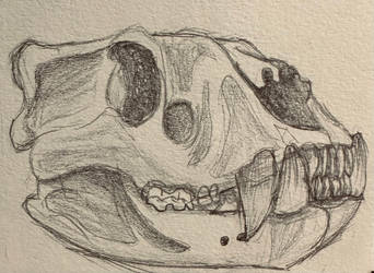 Cave Lion Skull Sketch