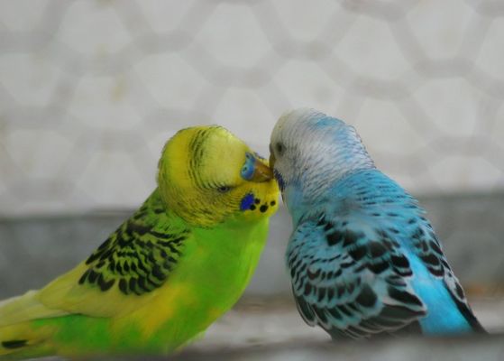 love birds