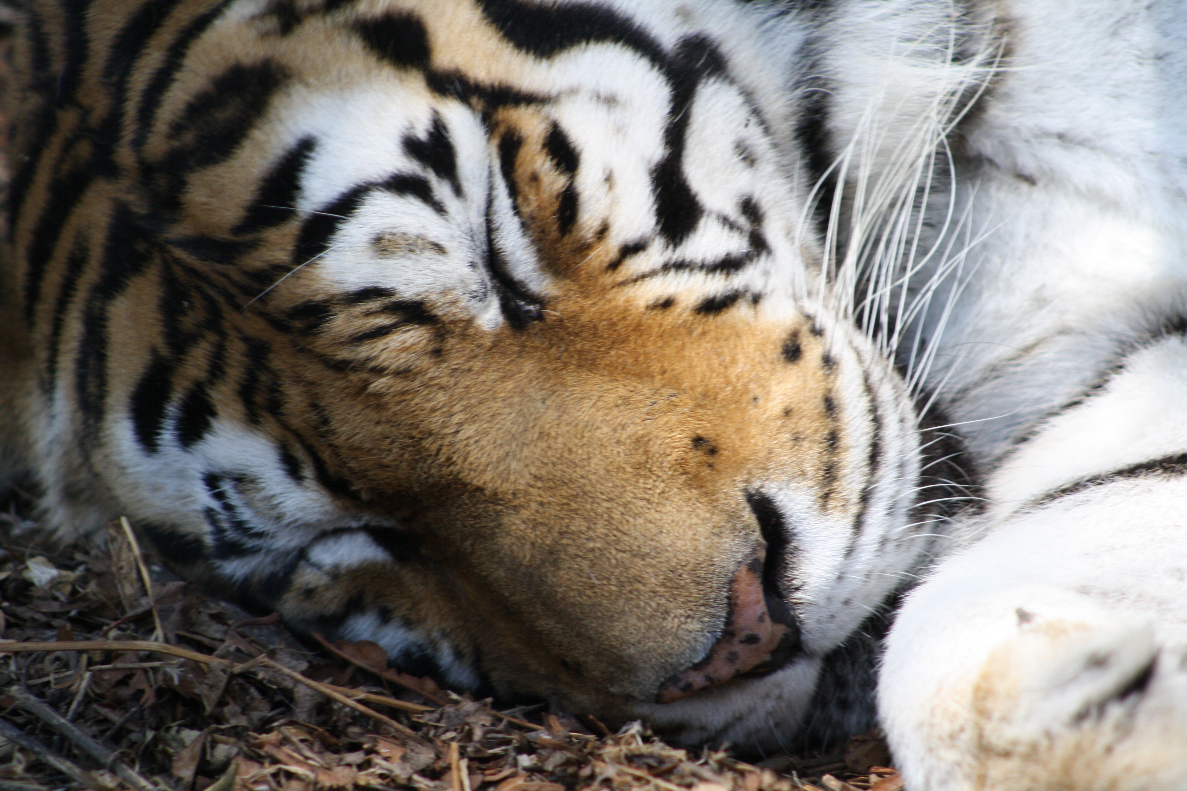 Tiger Sleeping