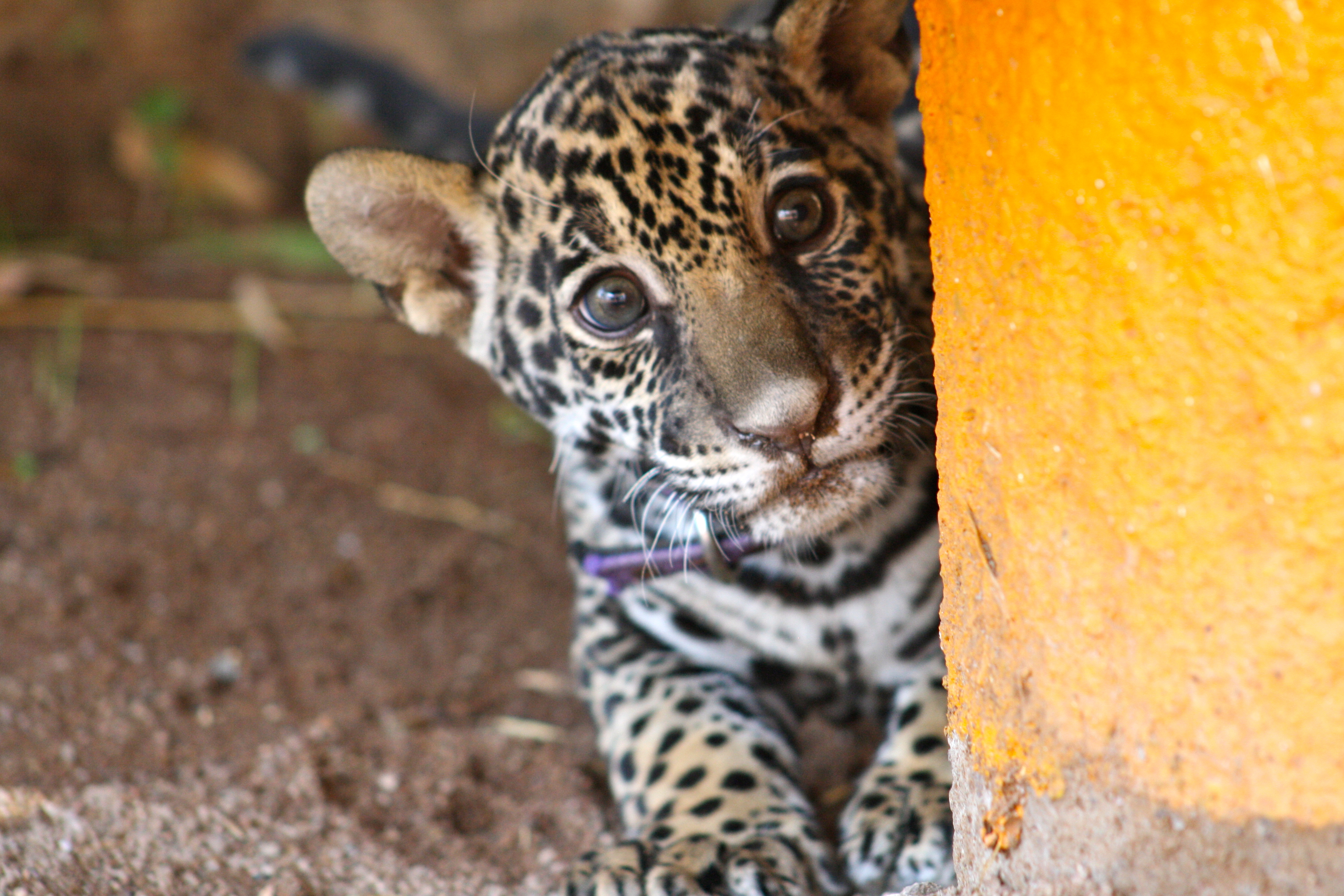 Jaguar Cub