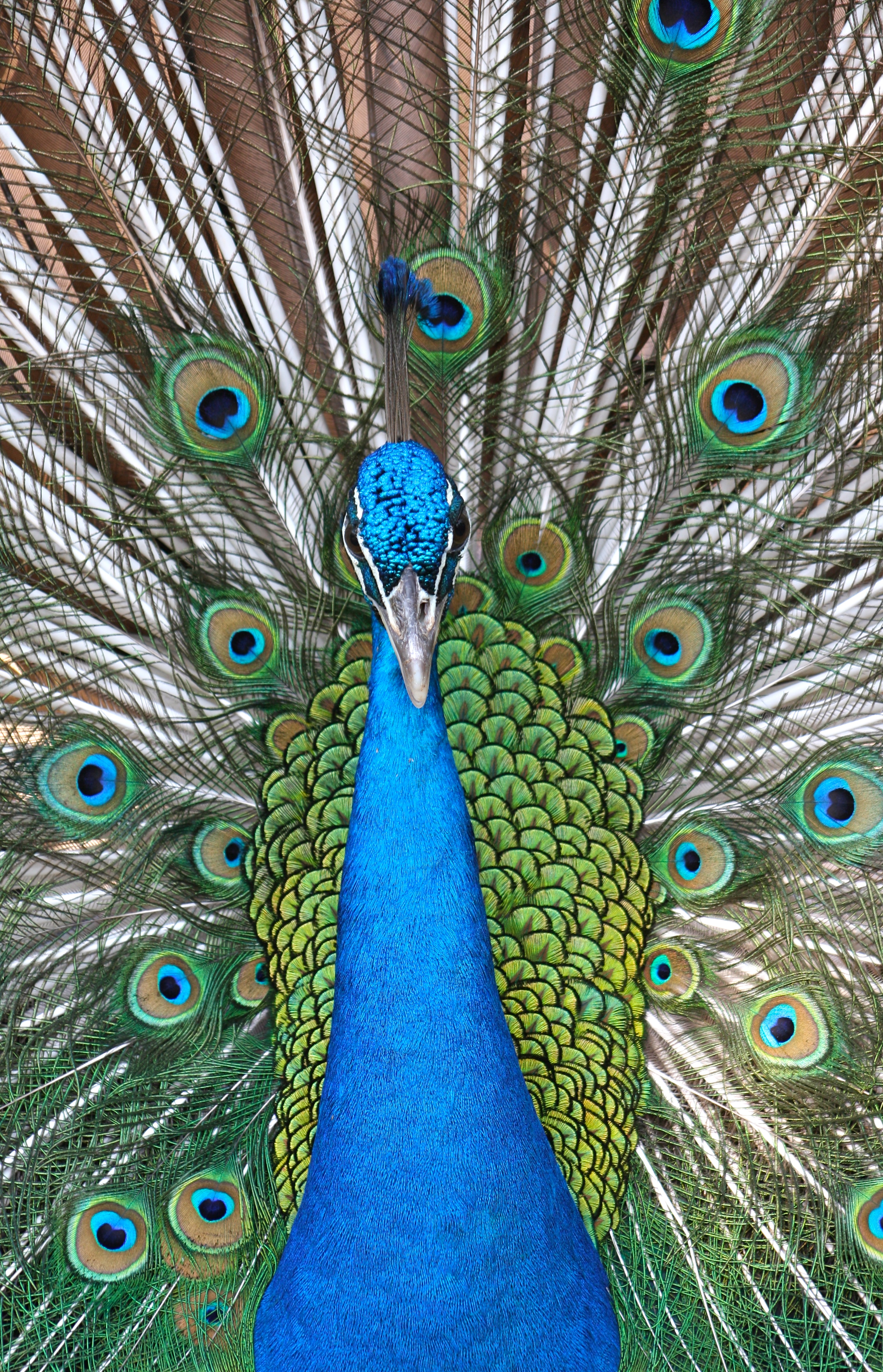 Peacock