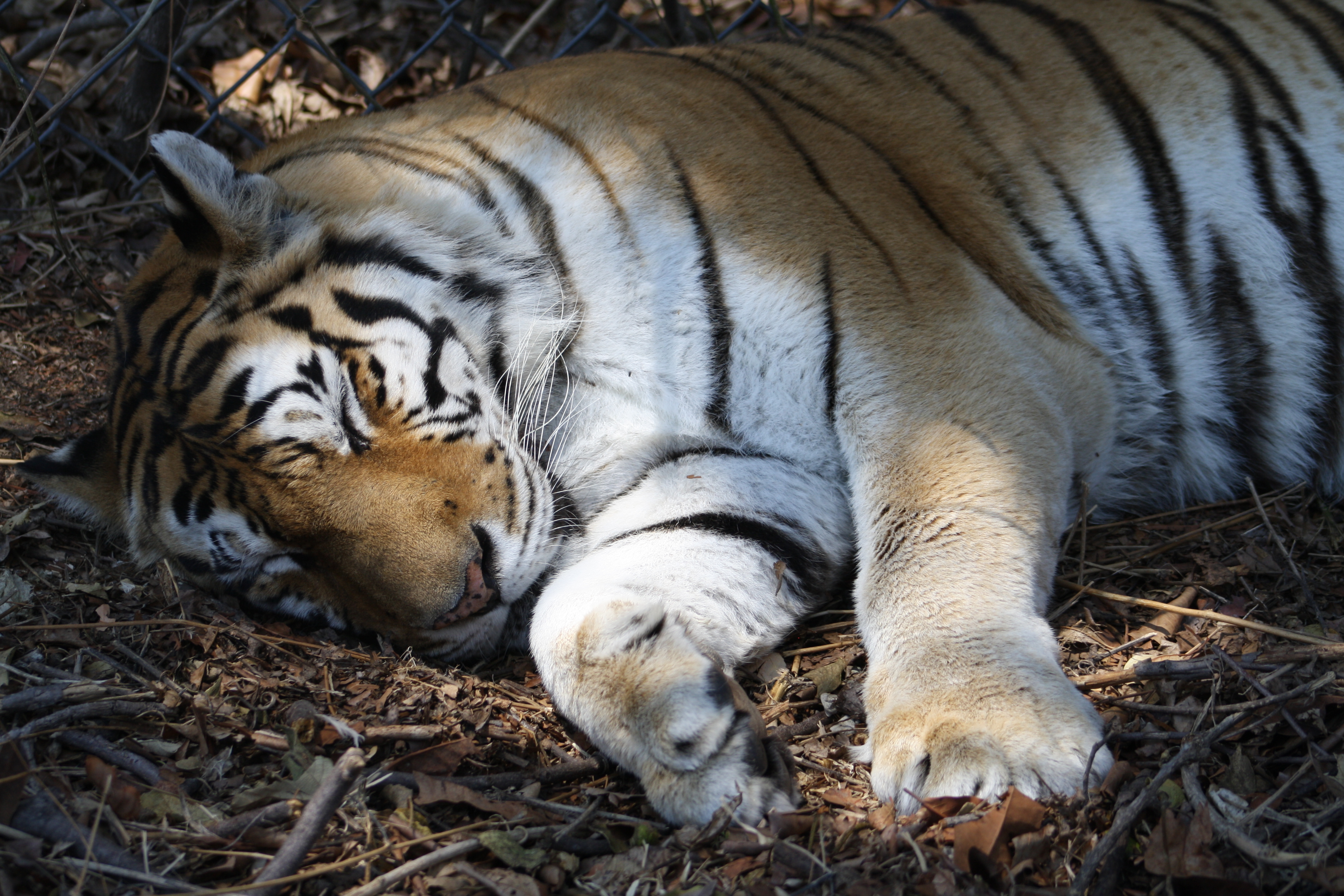 Tiger Sleeping