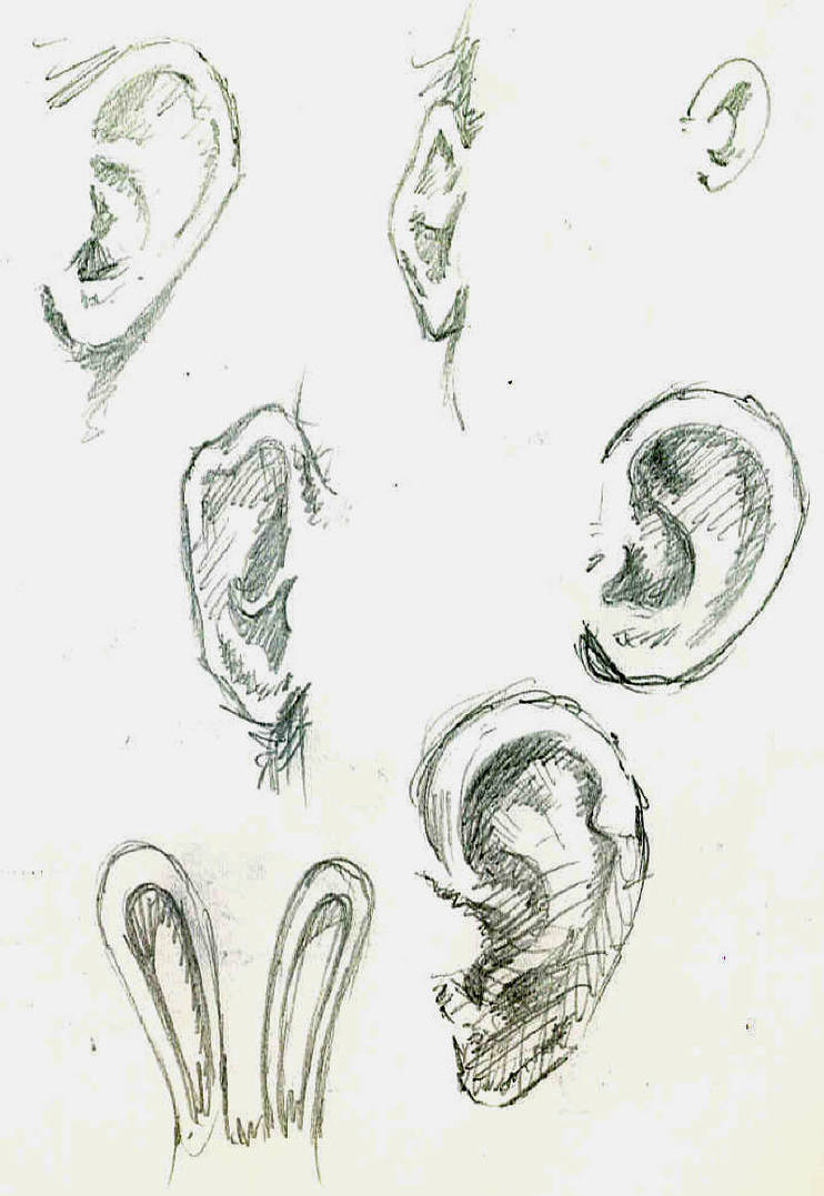 Ear Study by SmackyBean on DeviantArt