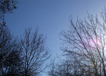 Weaved Branches III