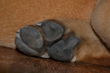 Paw