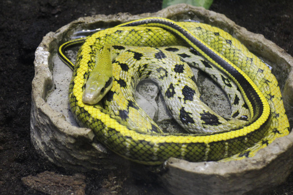 Snake 1 by DasOmen95 on DeviantArt