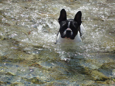 Dog's bath