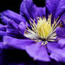 Clematis Flower