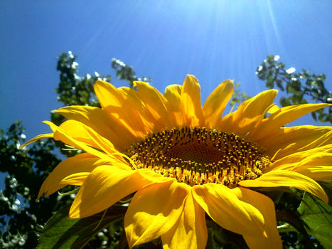 sun flower 2