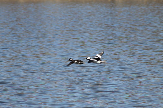 Bufflehead Pair in flight