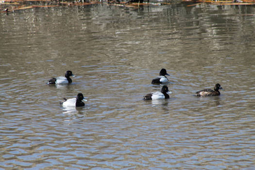 Scaup Flock