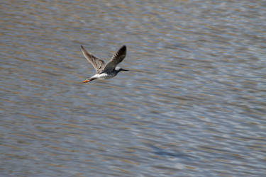 Lesser Yellowlegs in Flight