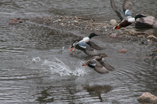 Shovelers Flight