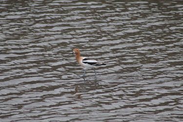 American Avocet